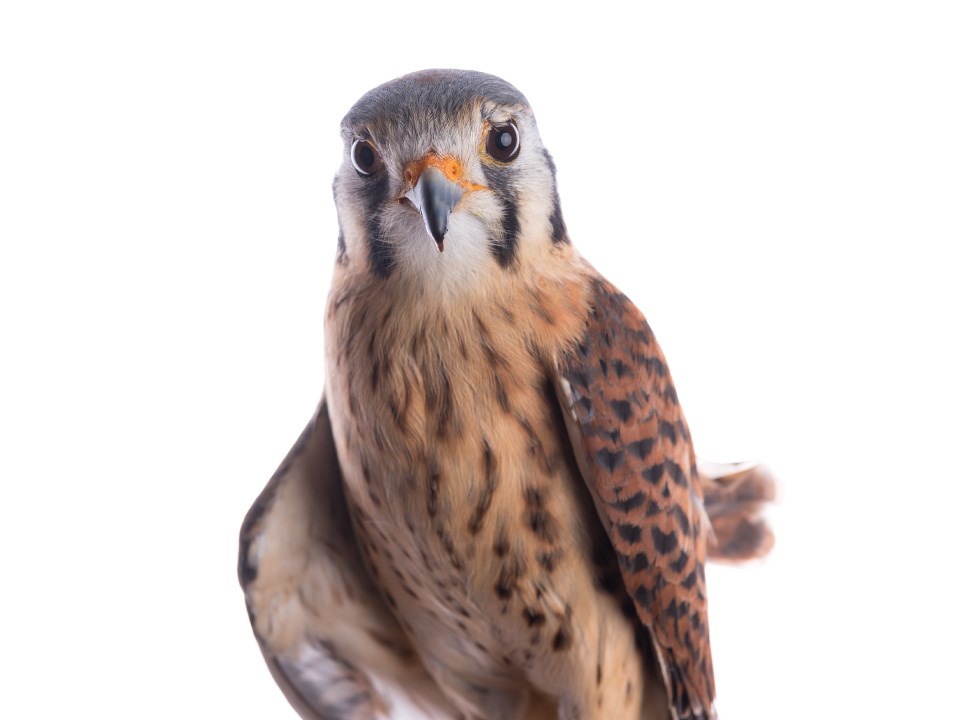 Close up photo of American Kestrel on a white background. Small hawk looks at the viewer. Carmel colored belly, chocolate colored wings, two dark vertical marks below eyes.