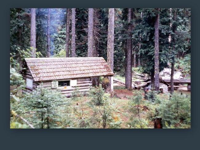 A small, one-room log cabin stands in the forest, surrounded by huge pine trees. 