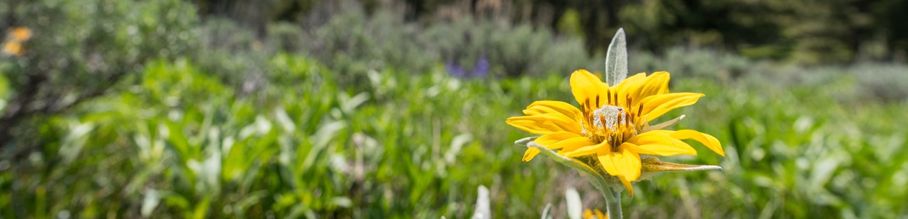 A yellow flower against a blurry background of grasses and trees