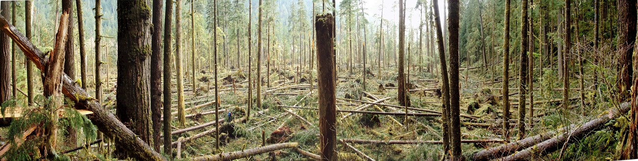 Splintered conifer forest with debris and fallen trees covering the ground.