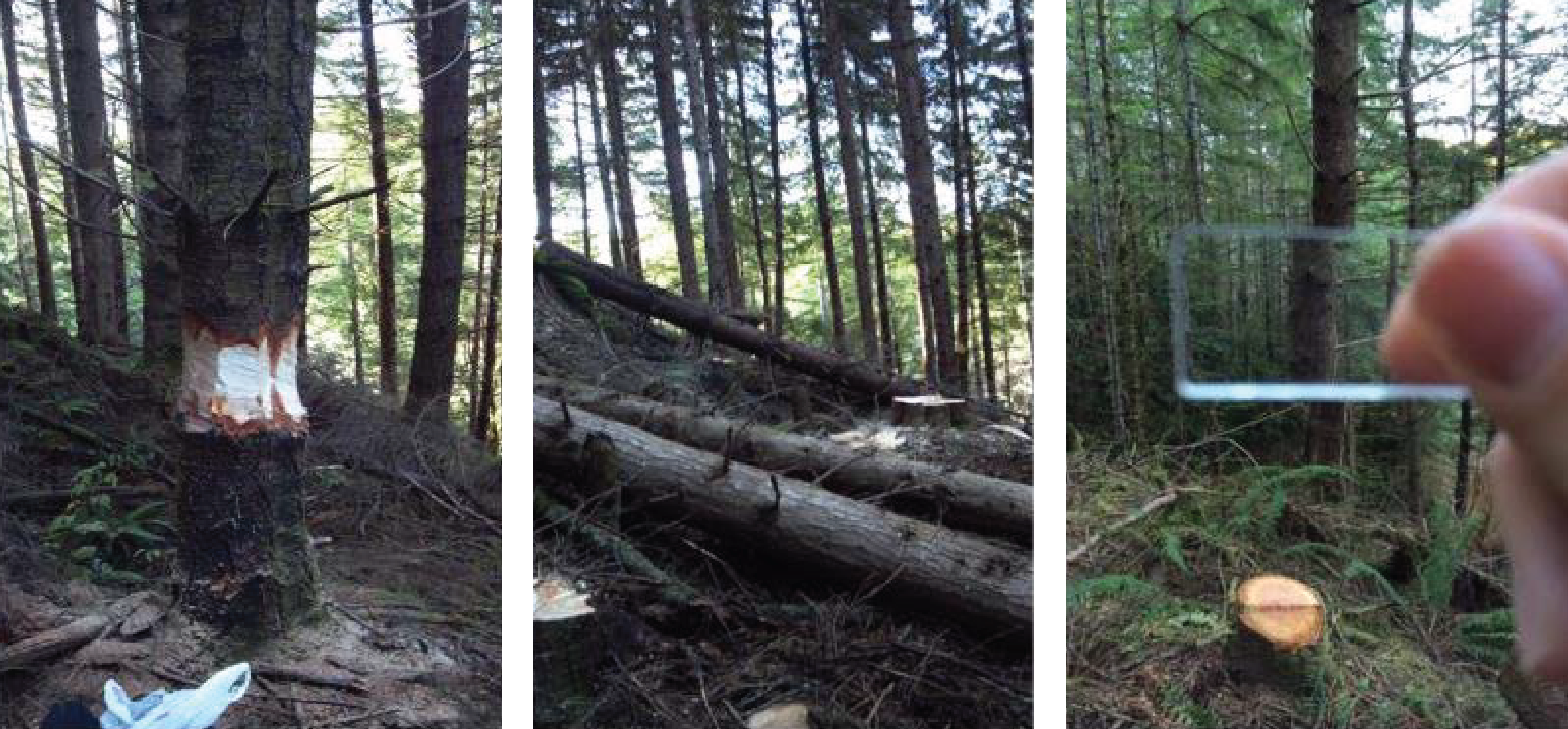 Three images. Left: tree trunk with chainsaw cuts removing the outer bark in a complete circle near the base. Center: fallen trees lying on the forest floor among fresh stumps. Right: tree trunk distorted by refraction through a triangular prism.