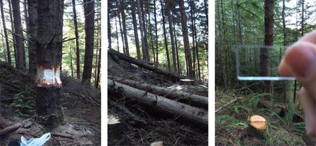 Three images. Left: tree trunk with chainsaw cuts removing the outer bark in a complete circle near the base. Center: fallen trees lying on the forest floor among fresh stumps. Right: tree trunk distorted by refraction through a triangular prism.