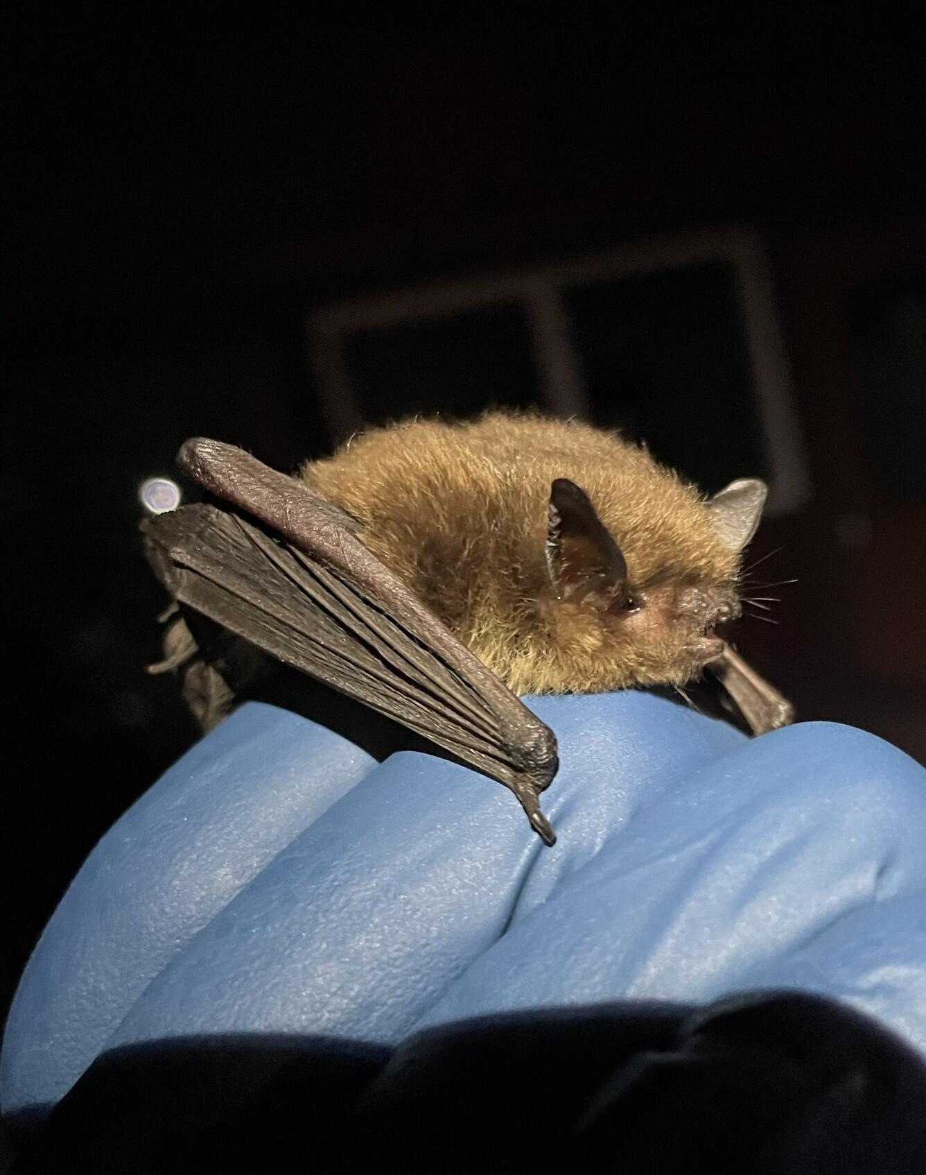 A small bat being carefully held by a gloved hand.