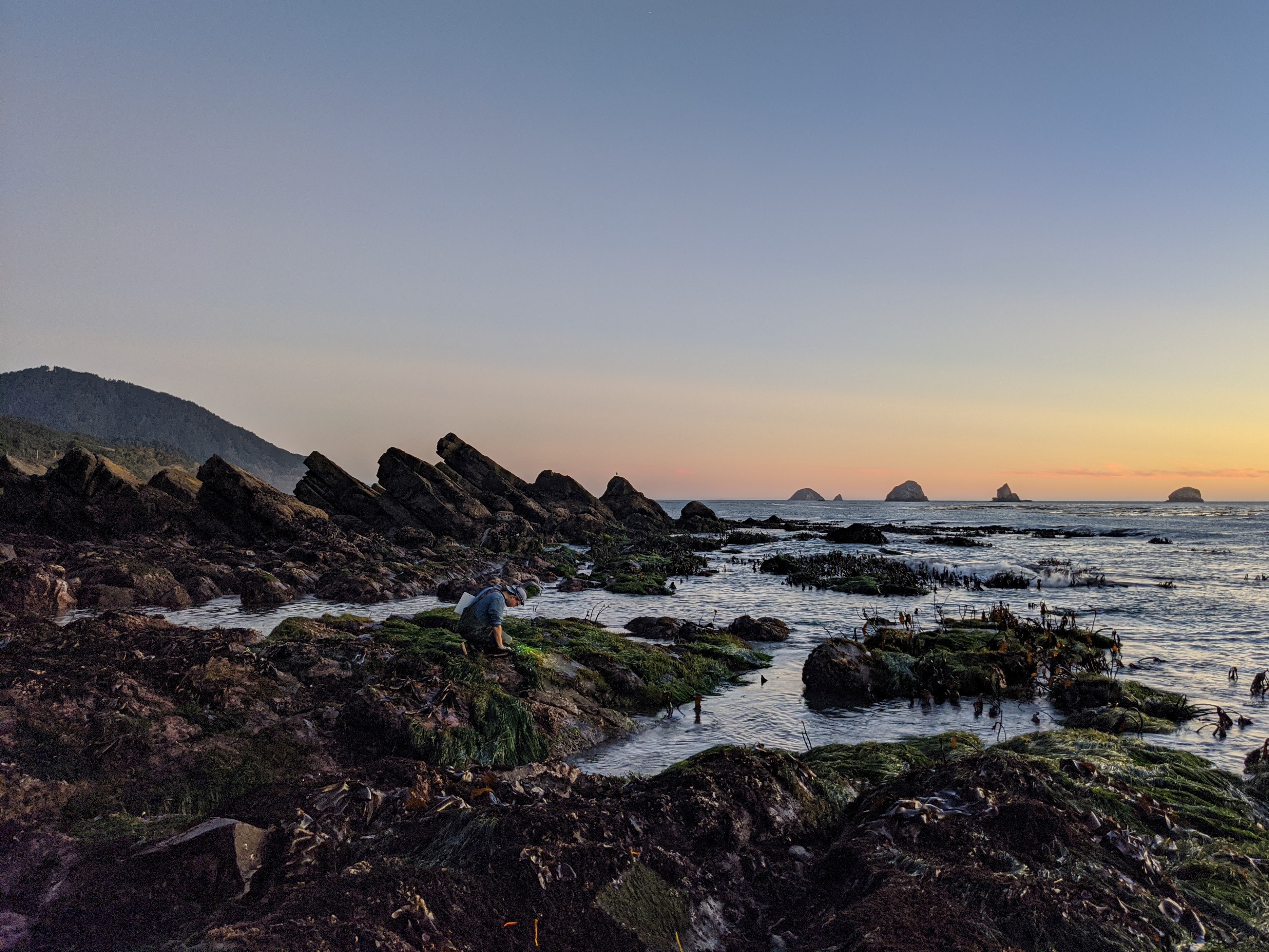 A researcher kneels on a dark brown rocky outcropping near the ocean that's partially covered in green seaweed and brown kelp. There are rocky outcroppings in front and in the background as well.