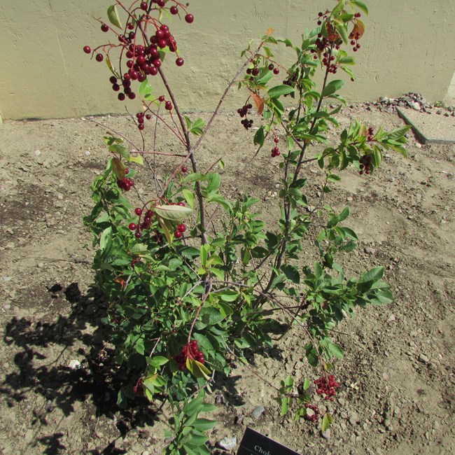 Perennial tree, Chokecherry, with dark brown bark, green leaves, and red berries.  Set in a gray-brown dirt.