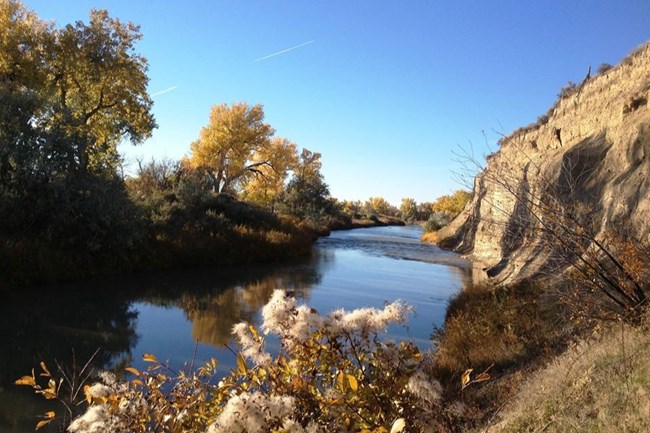 fluffy seed pods on dried stalks before a still creek reflecting the blue sky framed on left by yellow cottonwood trees and on right by tan cliff with dried grasses