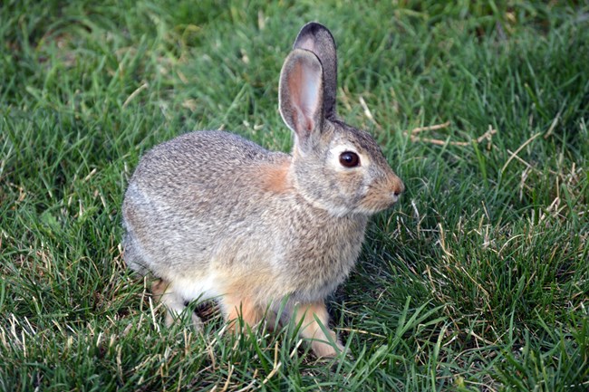 close up of a single cottontail rabbit in green grass