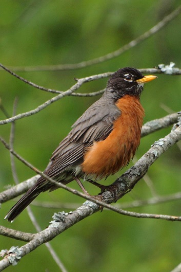 American Robin