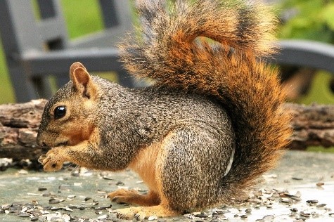 Fox Squirrel