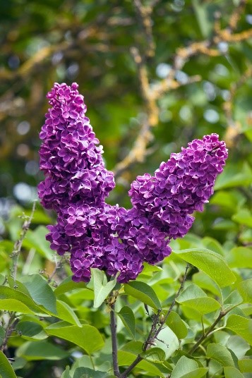 Lilac Flowers
