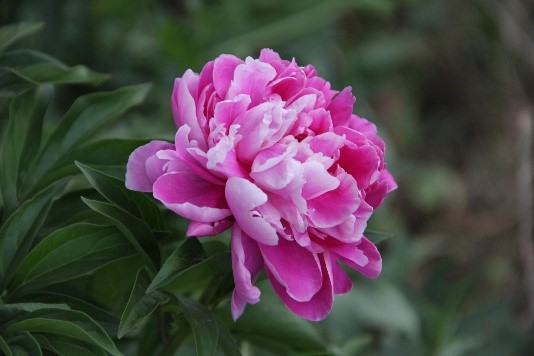 Peony Flower