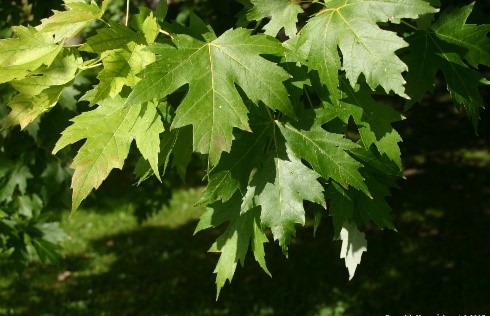 Silver Maple Tree Leaves