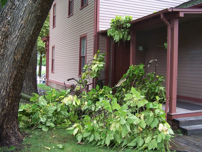 Green leaves and brown tree branches have fallen against a side porch on a wooden house.