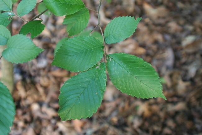 Bright green, ridged leaves against a brown forest background.