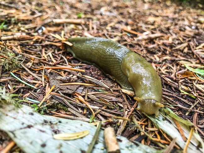 A yellow slug crawls through wooded debris.