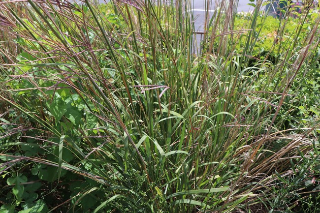 Tallgrasses at Lincoln Home blow in the wind.