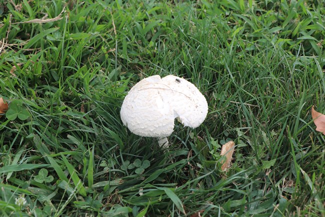 A spherical white mushroom sits in green clover and grass.