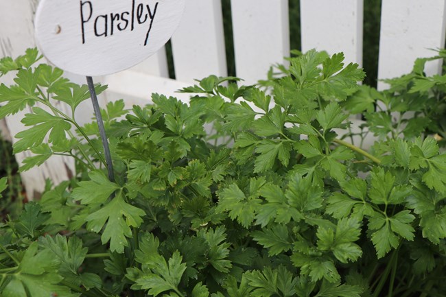 Bright green parsley leaves, with a white wooden fence in the background.