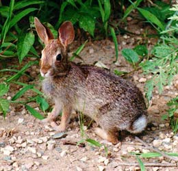 Eastern Cottontail Rabbit