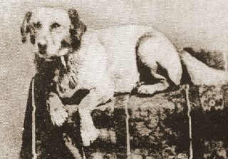 Fido, the Lincolns' dog, was a large yellow dog