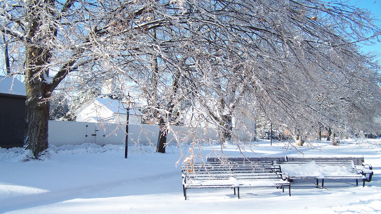 benches and a tree covered in snow against a blue sky