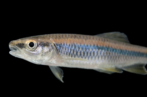 Blue Shiner, Endangered Species