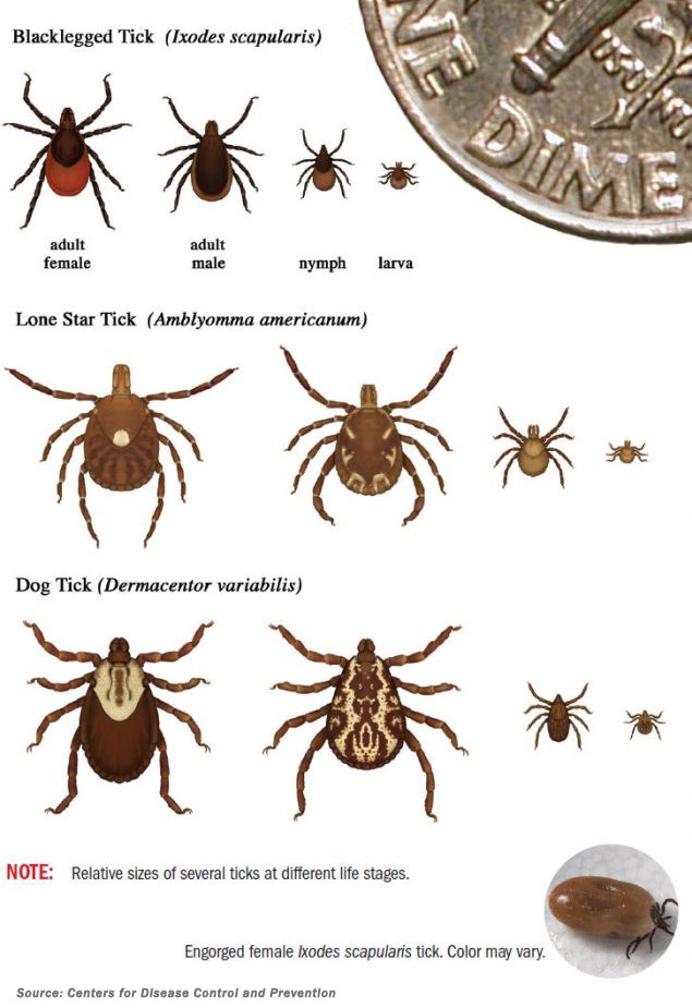 Centers for Disease Control and Prevention graphic on how to identify the three ticks commonly found in Alabama in all stages of their life cycle.