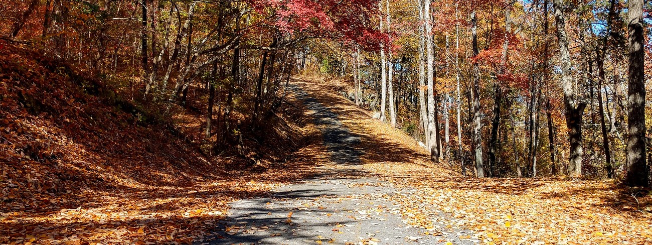 A road winding through the fall woods with red and yellow leaves on the ground