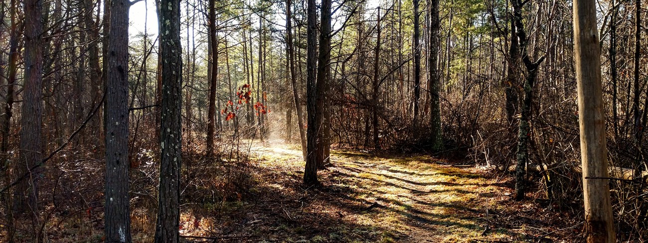 A sunny trail through the woods in winter.
