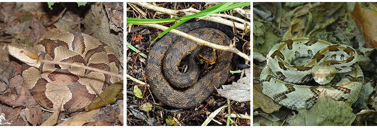 Three individual images of the venomous snakes found at Little River Canyon - the copperhead, the cottonmouth, and the timber rattlesnake