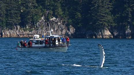 a group aboard a boat in kenai fjords national park watch a whale wave its fin