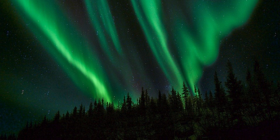 Green ribbons of aurora and stars above spruce trees