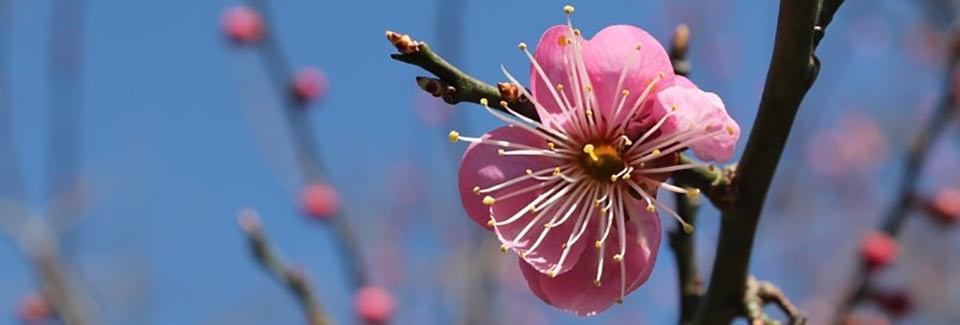 Pink blossom on a branch
