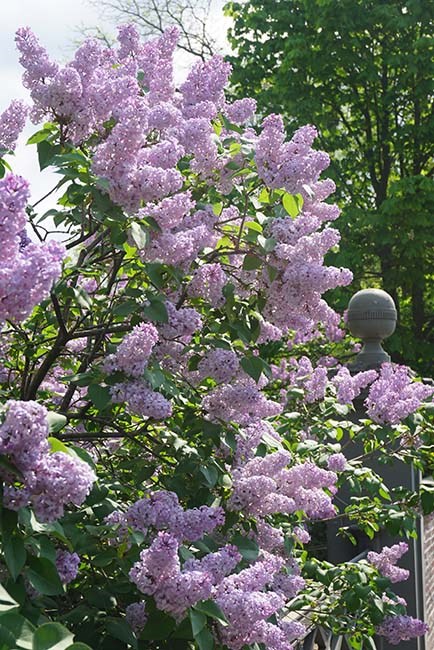 Lilac bush in bloom with pale purple flowers