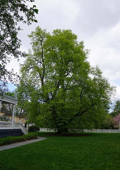 Large tree with green leaves on lawn next to yellow porch