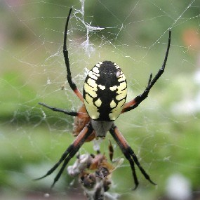 A Black and Yellow Argiope in its web.
