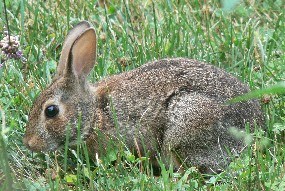 A cottontail rabbit grazing on the lawn.