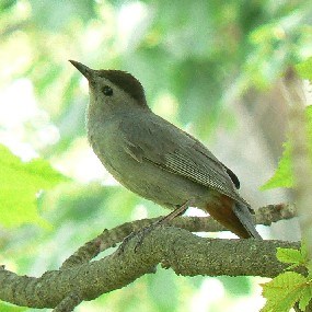 The Gray Catbird is often heard at Longfellow NHS, but seldom seen, as it usually hides in dense undergrowth.