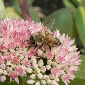 A Honeybee gathers nectar and pollen from a flower.