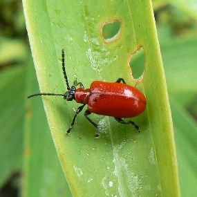 A Lily Leaf Beetle in the Longfellow garden.  Note the holes in the leaf from the beetle's eating.