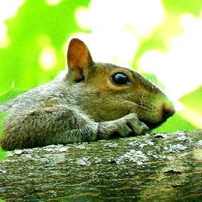 An eastern gray squirrel in a tree at the site.