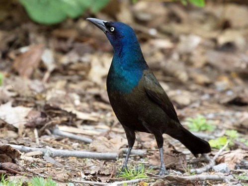 Common Grackle