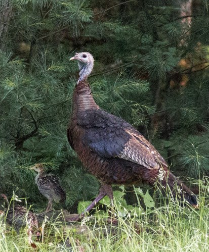 A wild turkey stands in a field