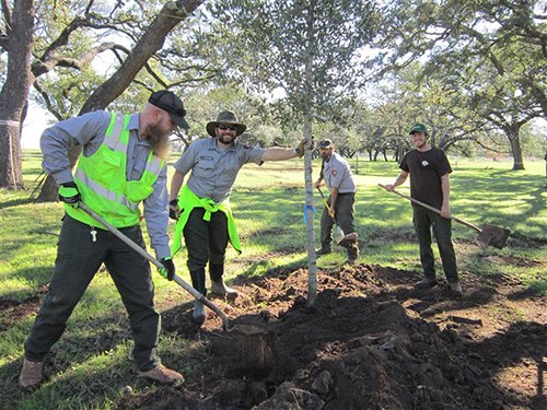 Four men, some in National Park Service uniform, some in green shirts with arrowhead logo, hold shovels as they transplant a tree.