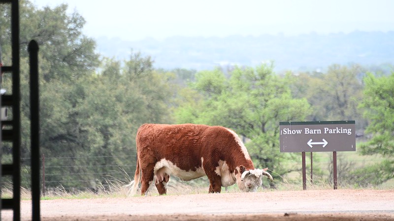 Hereford cow eating in front of sign that says "Show Barn Parking"