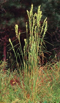 Bushy Bluestem grass