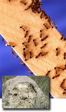 Red Imported Fire Ants and inset picture of ant mound