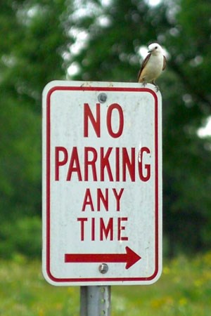 A scissor-tailed flycatcher rests on a park sign
