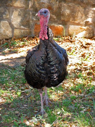 A Turkey poses at the Visitor Center