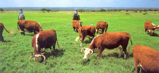 Working Hereford cattle on the LBJ Ranch